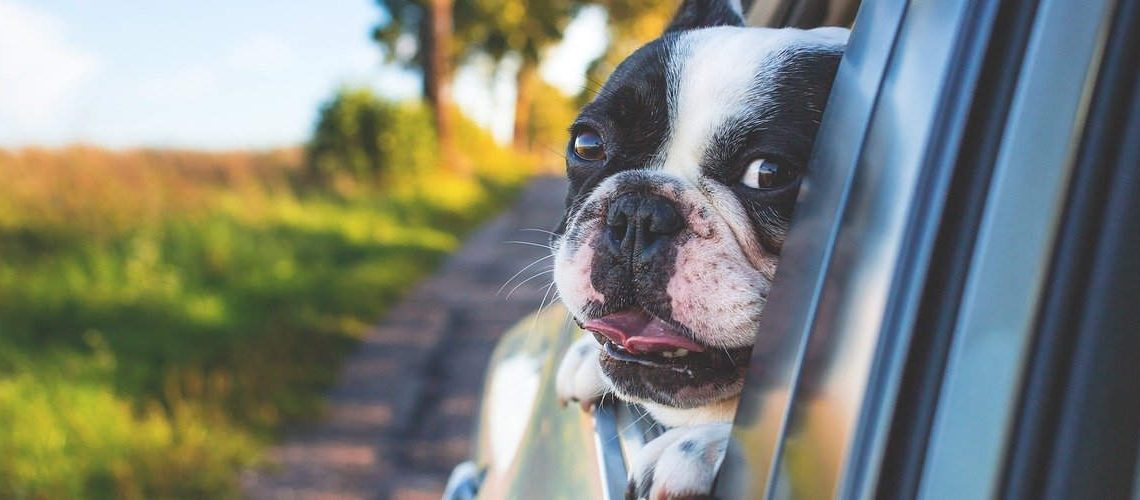 Per-que-hem-d-assegurar-a-les-nostres-mascotes